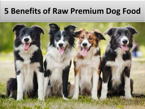 5 Benefits of Raw Premium Dog Food