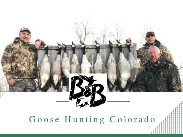 Goose Hunting Colorado