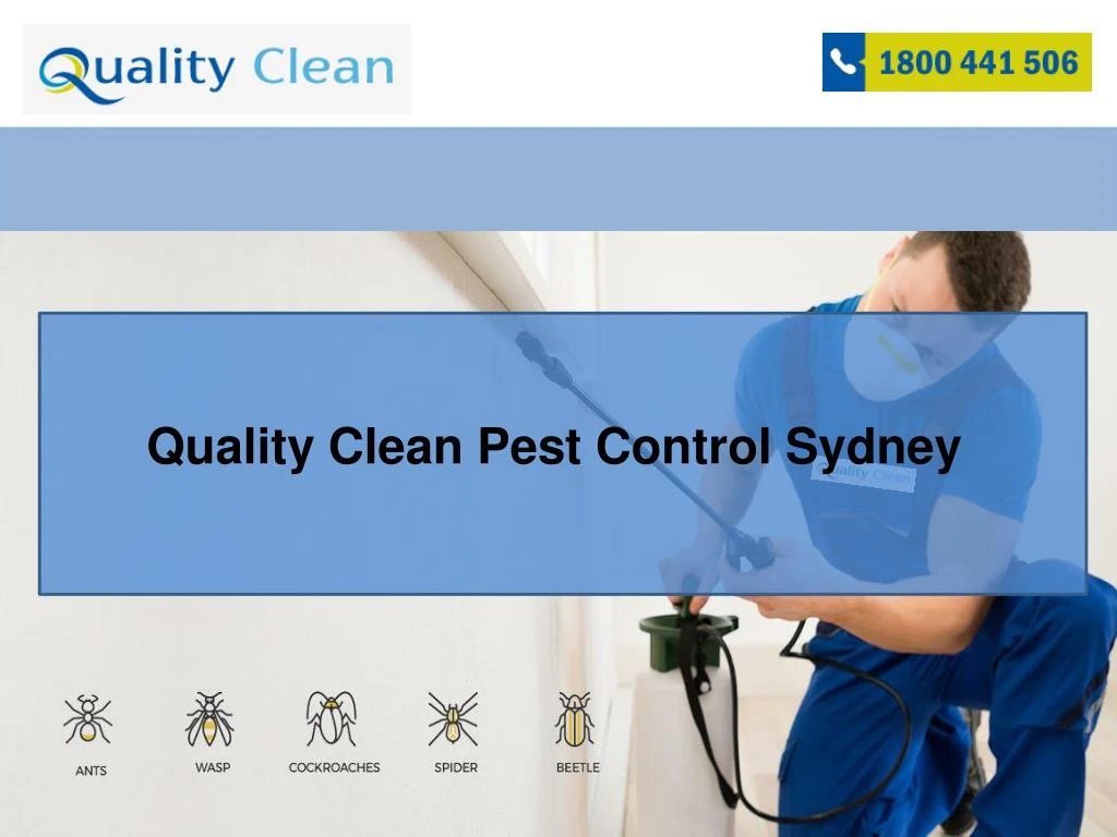 quality clean pest control sydney