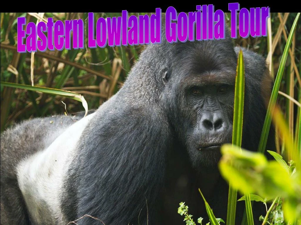 eastern lowland gorilla tour