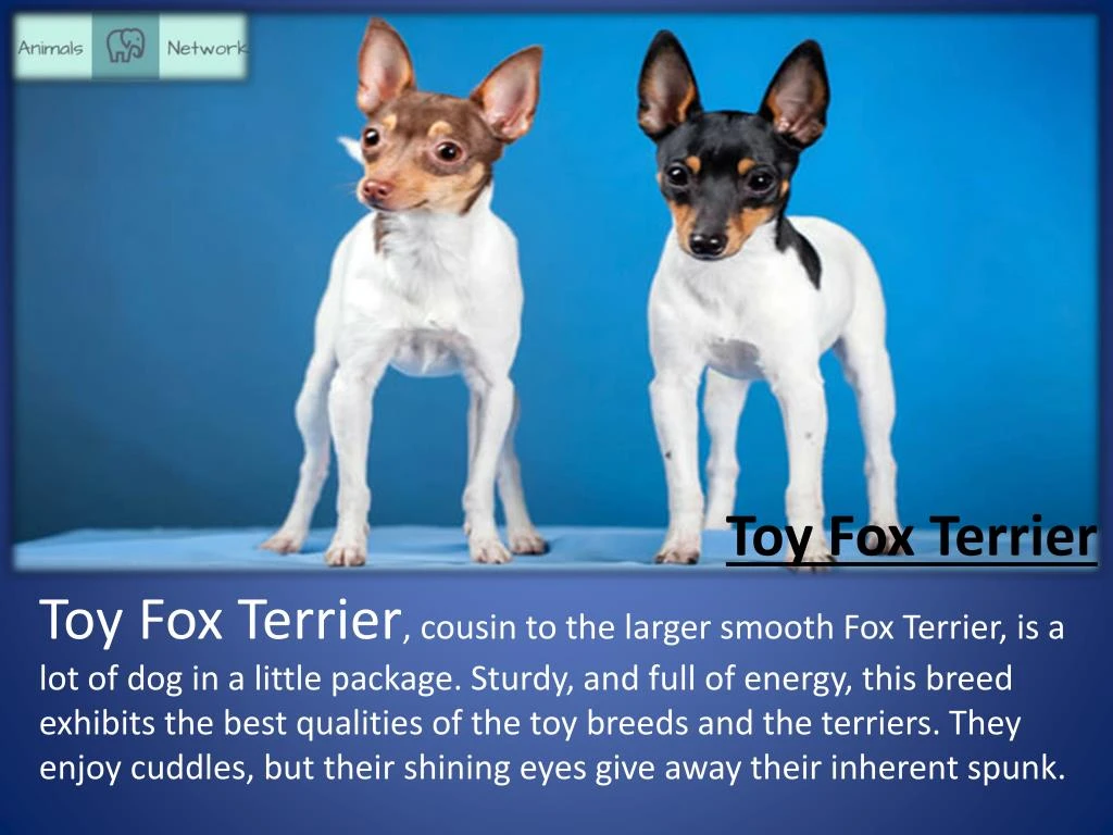 toy fox terrier