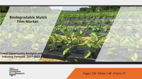 Top Investment Pockets in Biodegradable Mulch Film Market