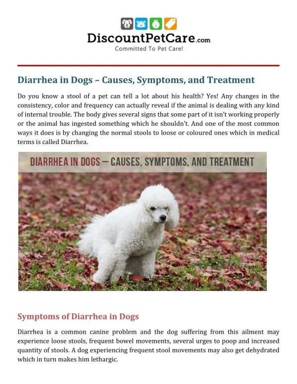 Diarrhea in Dogs – Causes, Symptoms, and Treatment