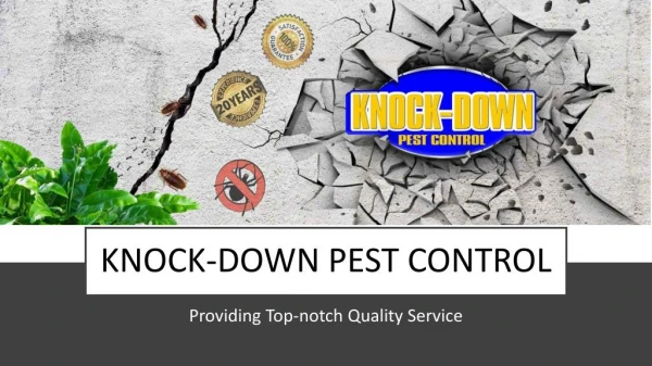 Affordable Pest Control Services - Knockdown Pest Control
