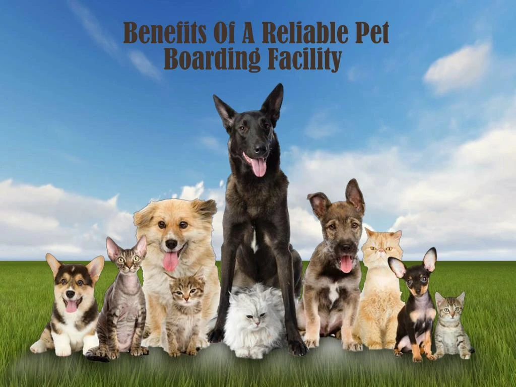benefits of a reliable pet boarding facility