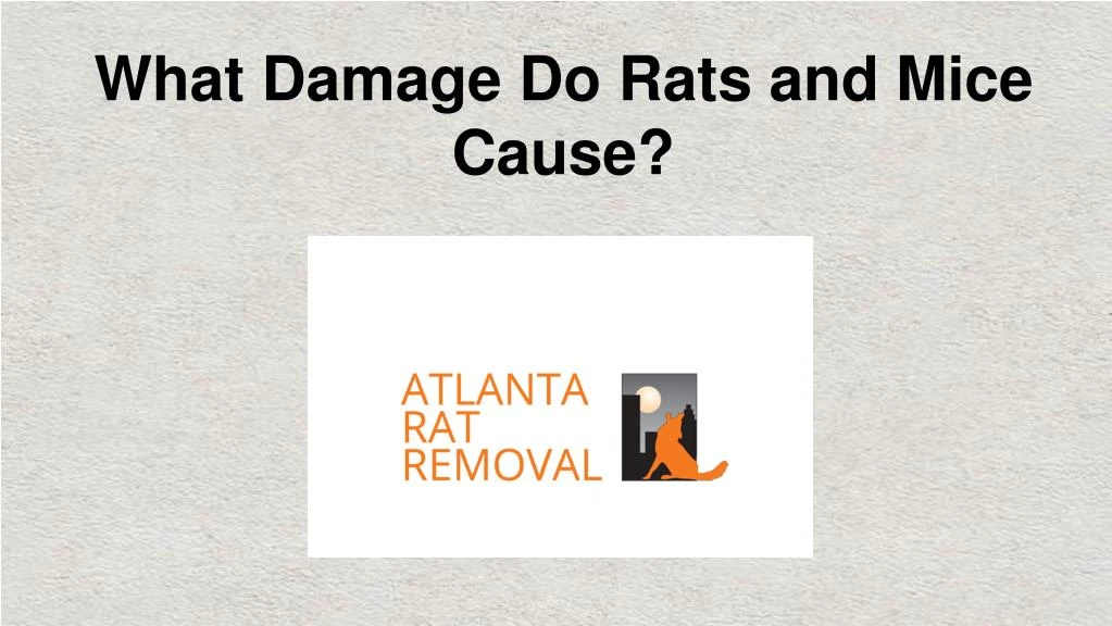 what damage do rats and mice cause