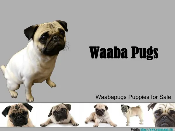 Waaba Pugs | Waabapugs