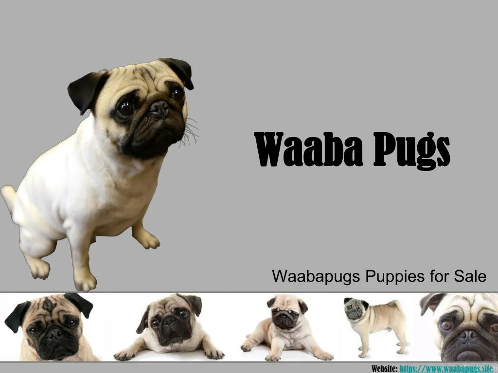waaba pugs