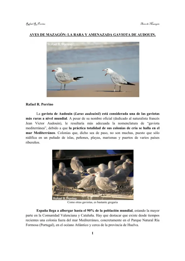 GAVIOTA DE AUDOUIN