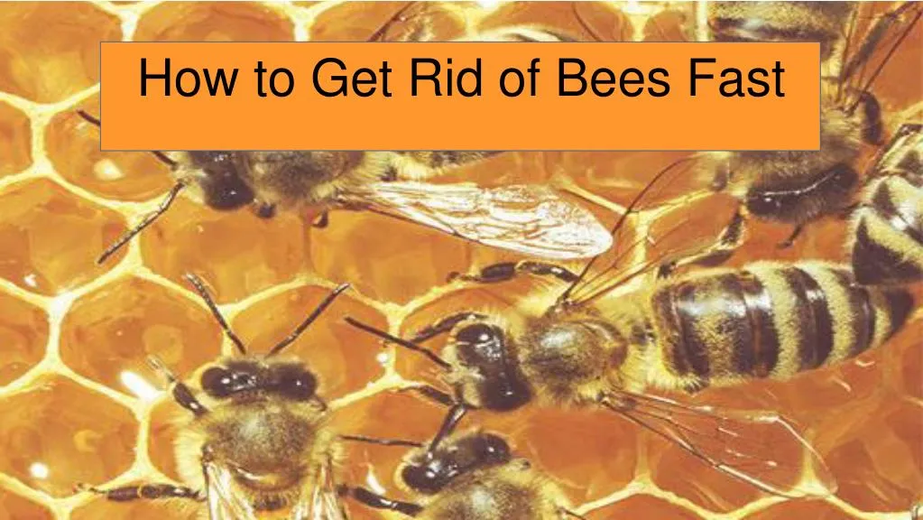 PPT - How To Get Rid of Bees Fast PowerPoint Presentation, free ...