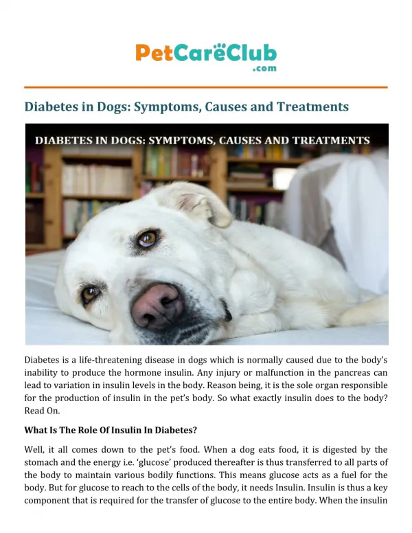 Diabetes in Dogs - Symptoms, Causes and Treatments