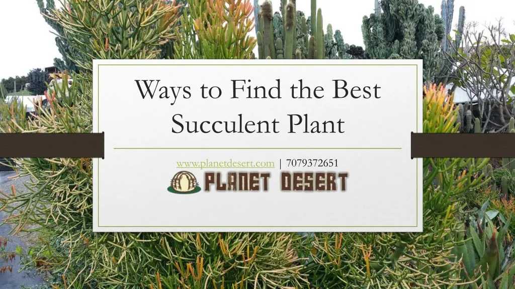 ways to find the best succulent plant