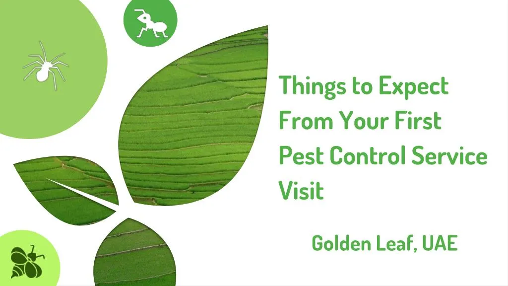 things to expect from your first pest control service visit