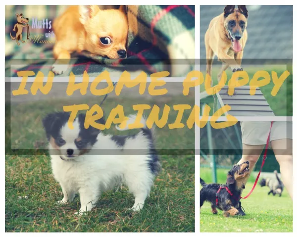 In Home Puppy and Dog Training
