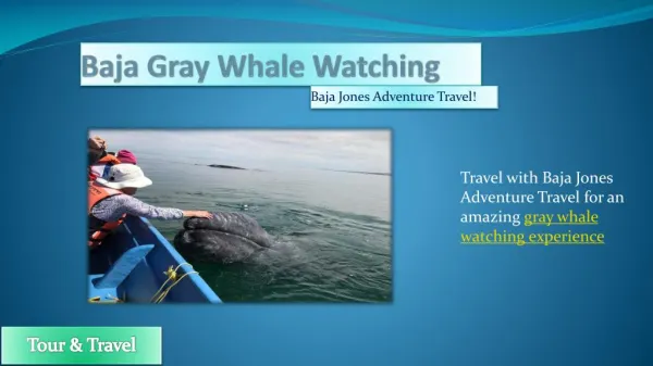 Gray Whale Watching Safari Camp