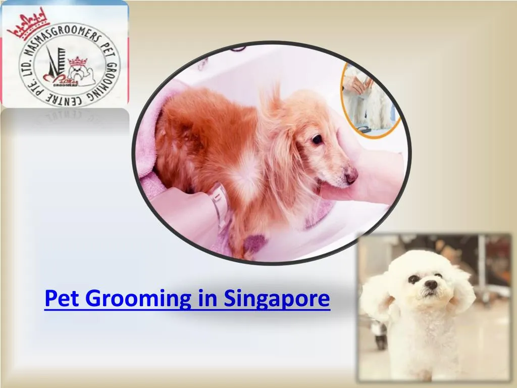 pet grooming in singapore