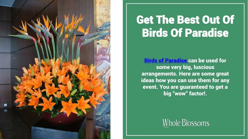 get the best out of birds of paradise