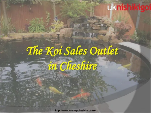 Are you looking for a Koi Pond Filteration centre in Cheshire?