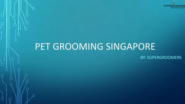 Searching for Pet Grooming Services in Singapore
