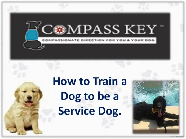 service dog training programs