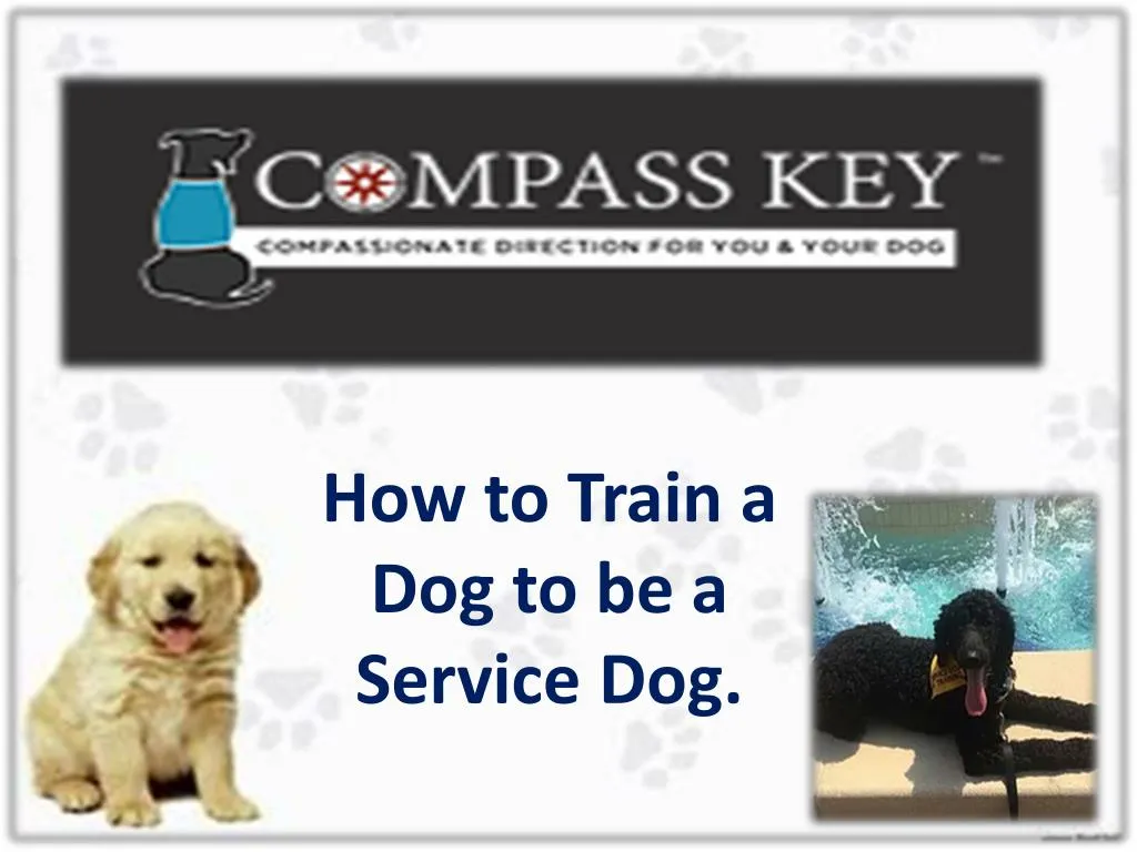 how to train a dog to be a service dog