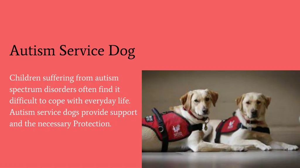 autism service dog children suffering from autism