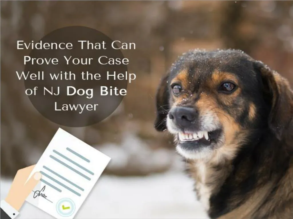 evidence that can prove your case well with the help of nj dog bite lawyer