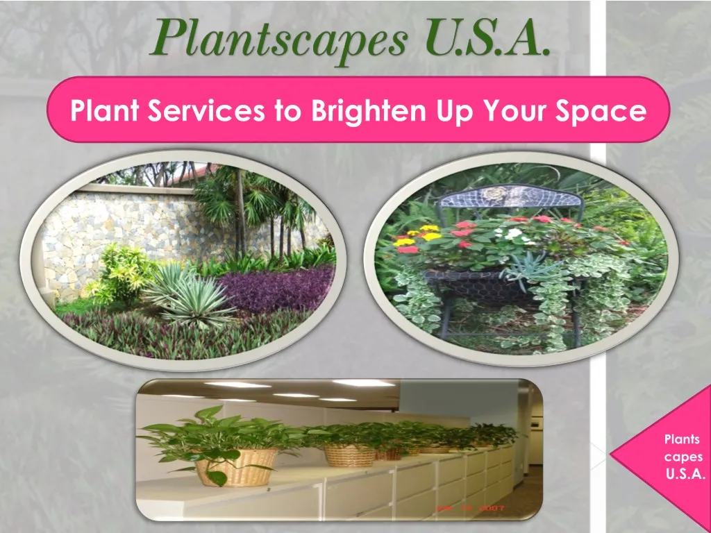 plant services to brighten up your space
