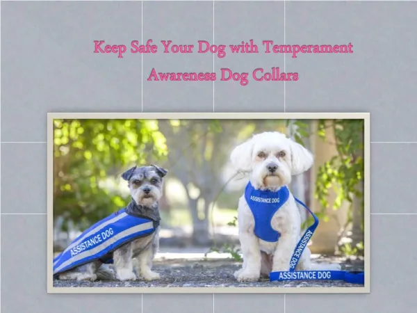 Keep Safe your Dog with Temperament Awareness Dog Collars