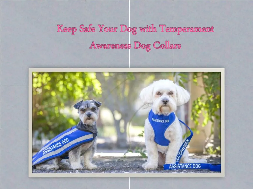 keep safe your dog with temperament awareness dog collars