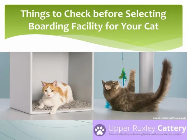 Things to Check before Selecting Boarding Facility for Your Cat