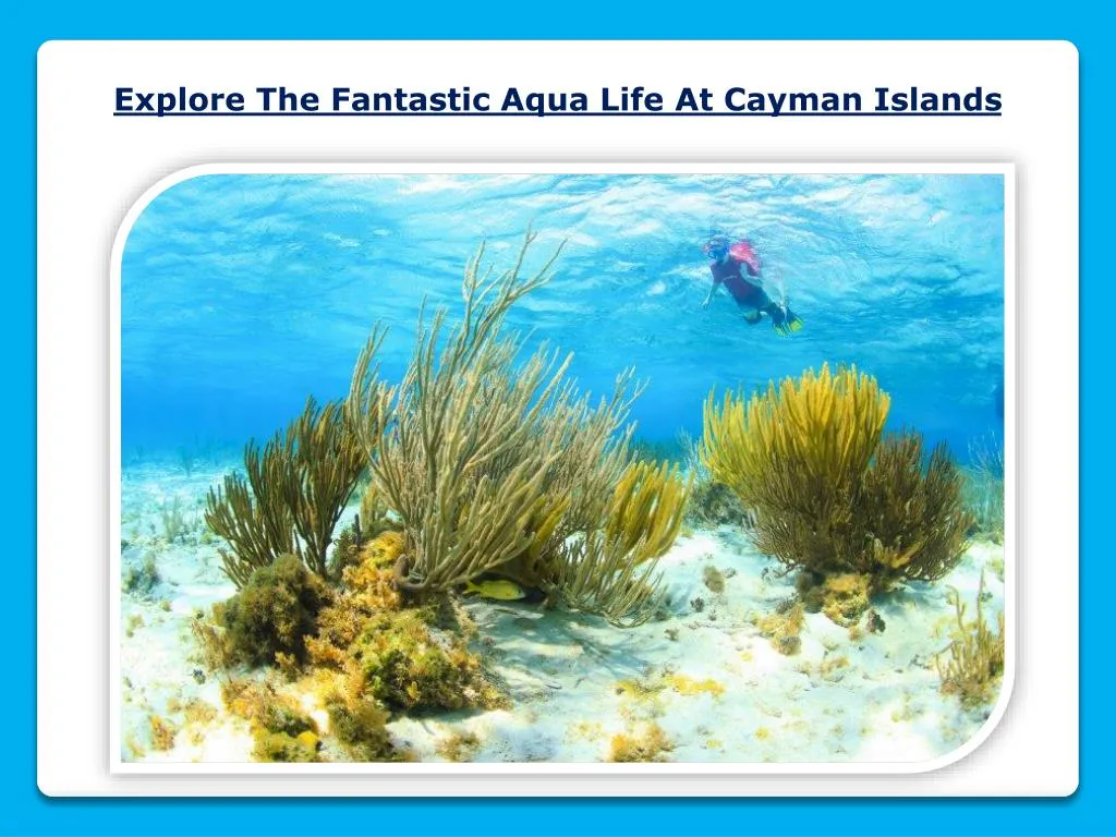 explore the fantastic aqua life at cayman islands