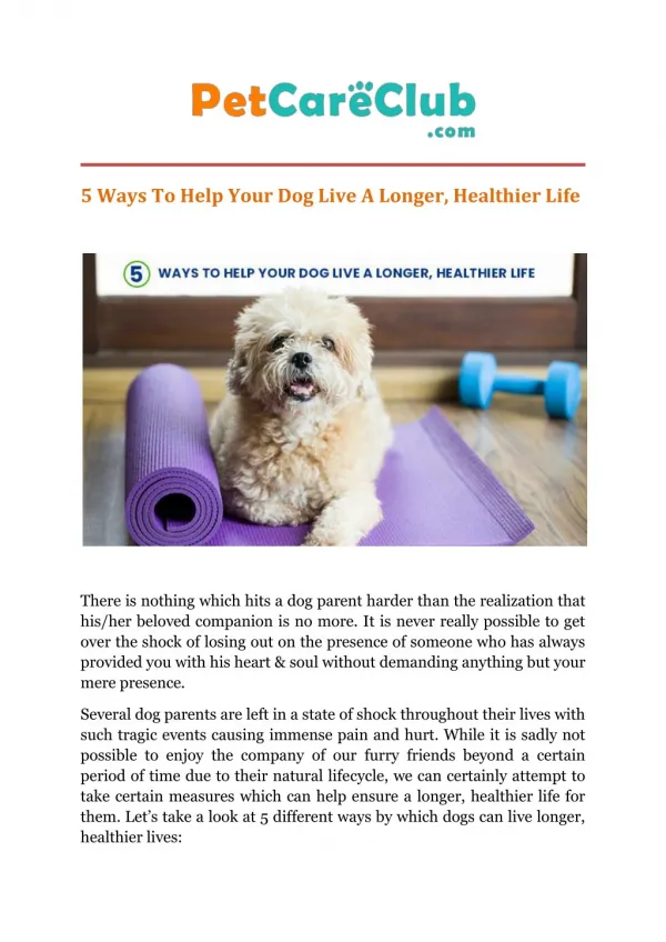 Ways To Help Your Dog Live a Longer, Healthier Life