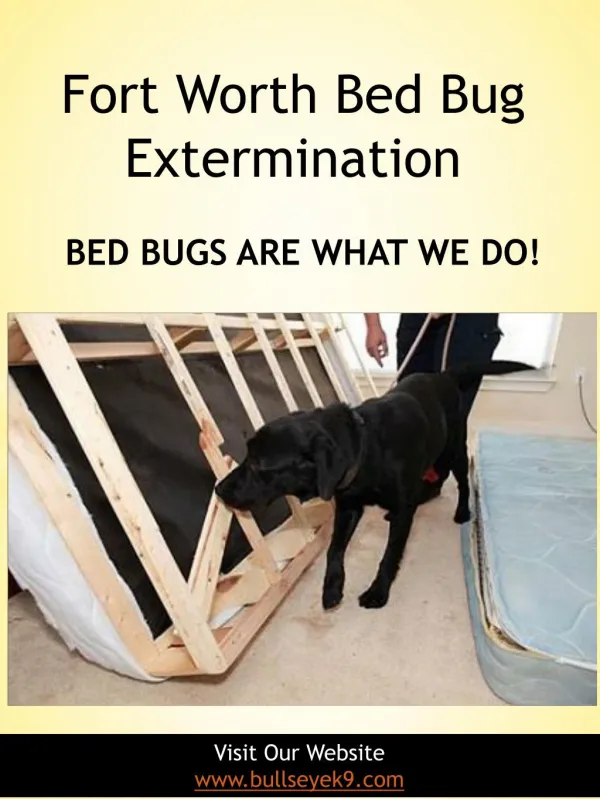 Fort Worth Bed Bug Extermination | 4692000637 | bullseyek9.com