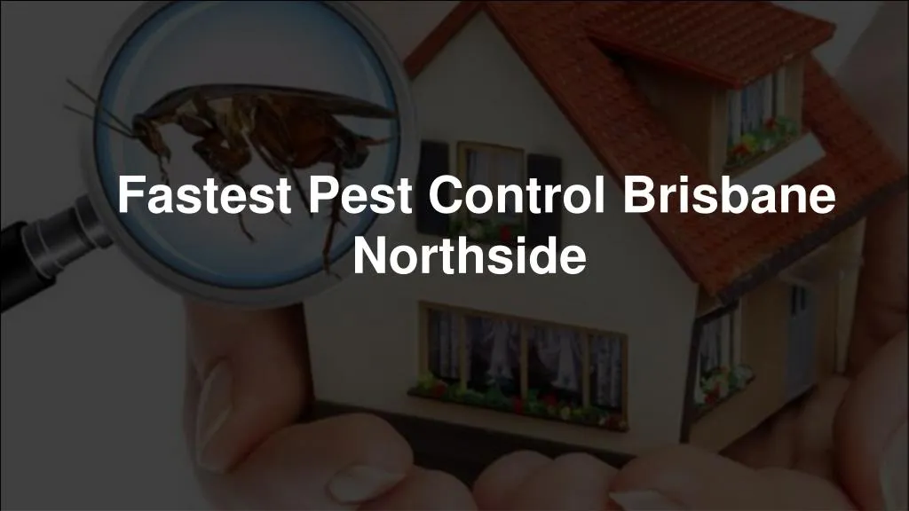fastest pest control brisbane northside