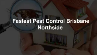 Find the best pest control Brisbane - slide 1