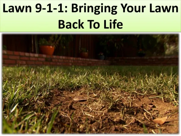 Lawn 9-1-1: Bringing Your Lawn Back To Life
