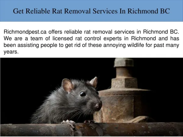 Rat Removal Richmond BC