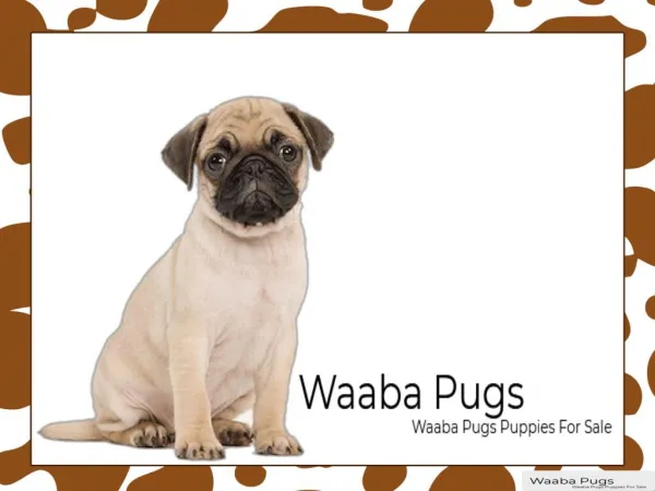Waaba Pugs - Waabapugs Puppies For Sale