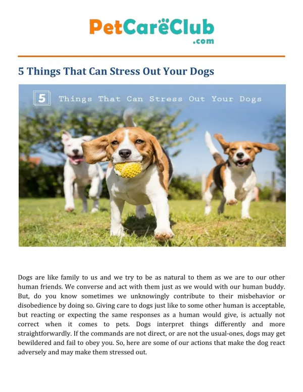 5 Things That Can Stress Out Your Dogs
