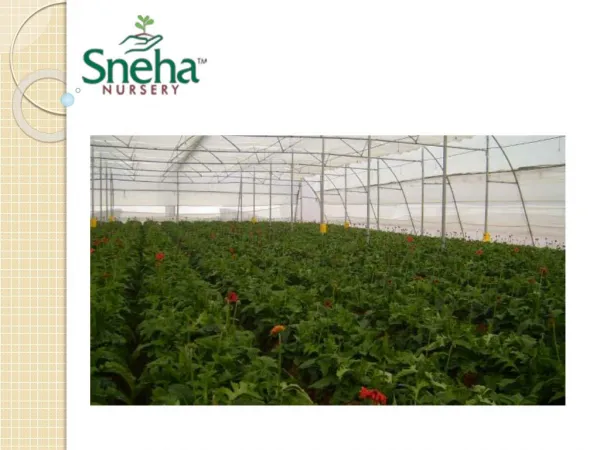 Sneha Nursery | Best plants nursery in Hyderabad | Plants nursery in Telangana