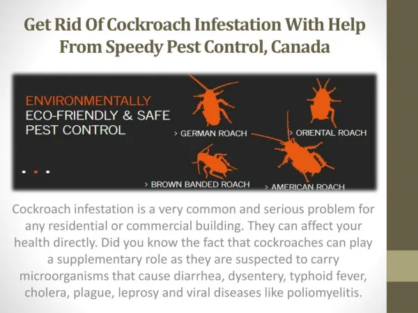 Get Rid Of Cockroach Infestation With Help From Speedy Pest Control, Canada
