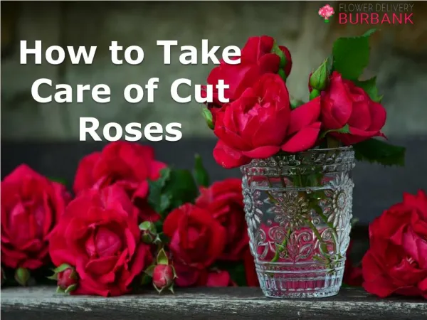 How to Take Care of Cut Roses
