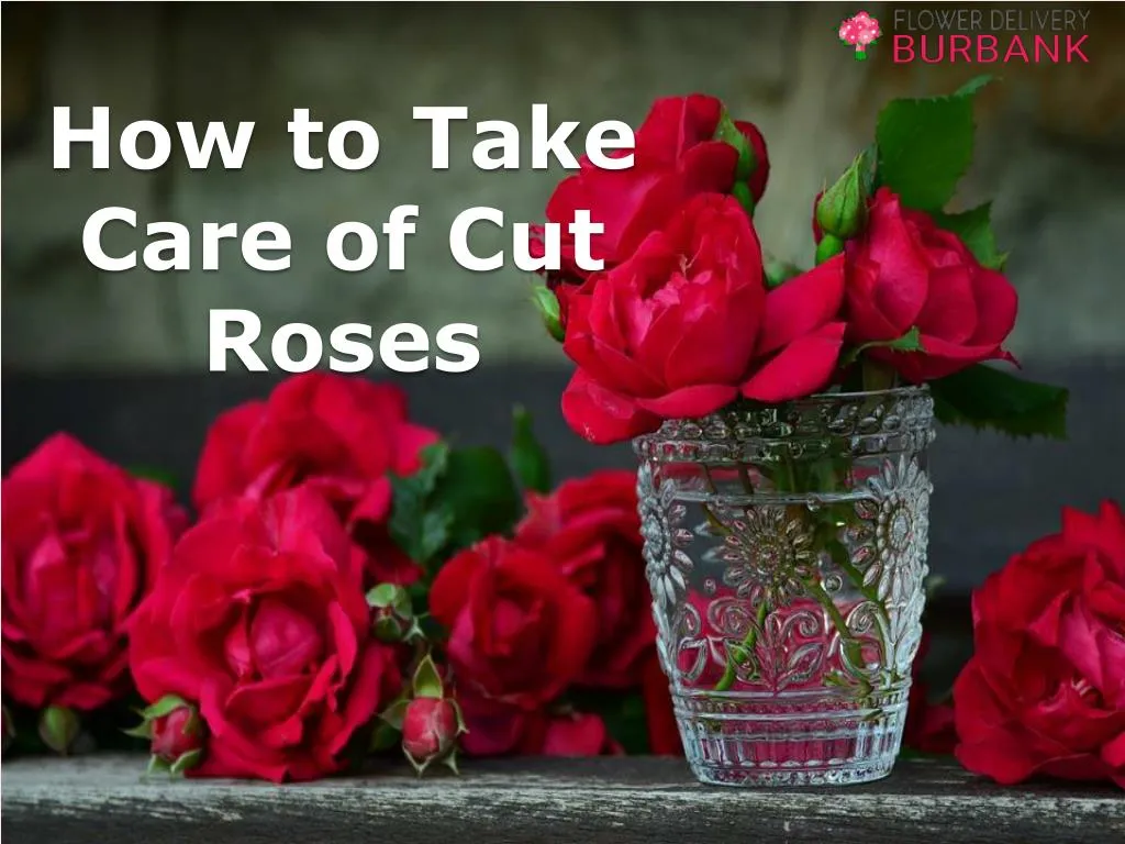 how to take care of cut roses