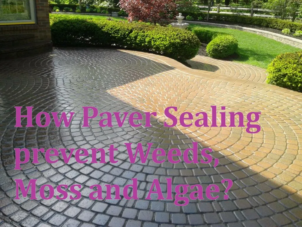 how paver sealing prevent weeds moss and algae