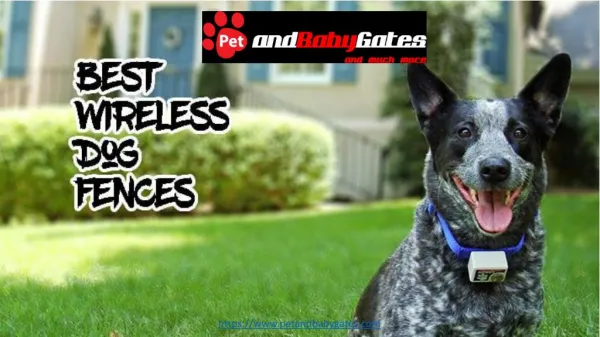 Best Wireless Dog Fence Reviews - PetAndBabyGates.com