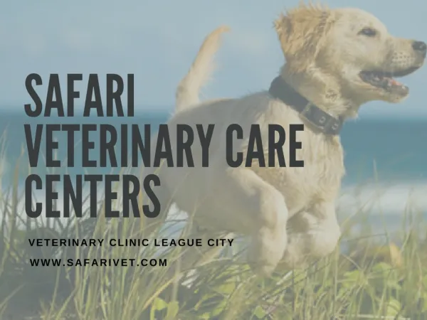 Here Are Some Special Treatments Of Safari Veterinary Care Centers