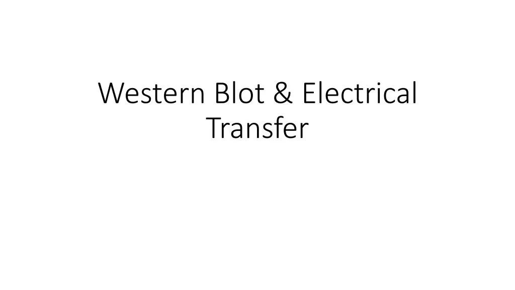western blot electrical transfer