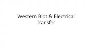 Western Blot - slide 1