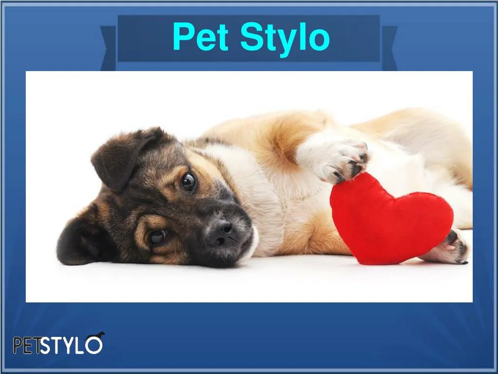 pet stylo